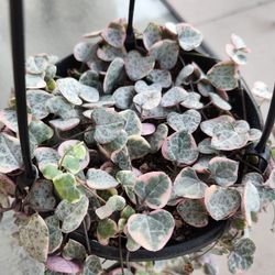 Variegated String Of Hearts, Plant, PINK