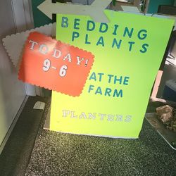 Planters, Plants - Dahlias, MARIGOLDS,  Tomatoes & More