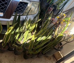 Snake plant