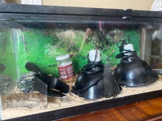 Reptile Tank Setup with Heat Lamps