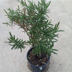 Rosemary Medicinal And Food Plant 8.00 Dlls Cheap
