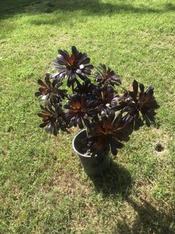 House plant