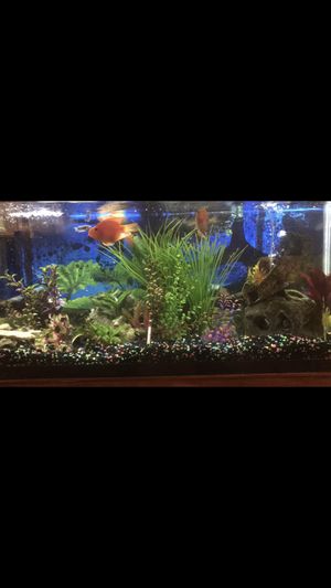 New And Used Fish Tank Decorations For Sale In Portland Or Offerup