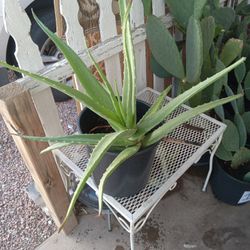 Aloe Plant