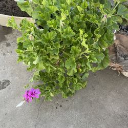 Purple Geranium 