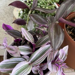 Tradescantia Manouk plant