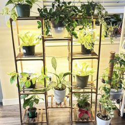 Plant Shelf With 6 Grow Lights
