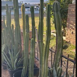 San Pedro Cactus $100
