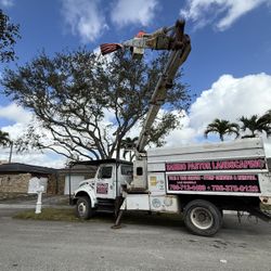 Tree Trimming For Sale 