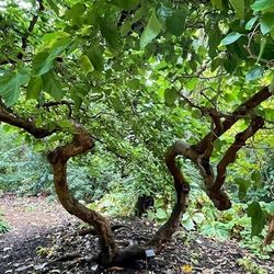 LIVE PLANT Corkscrew Contorted Mulberry  - Morus alba ‘Unryu’ bonsai