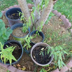 Peach Tree and Banana Plants