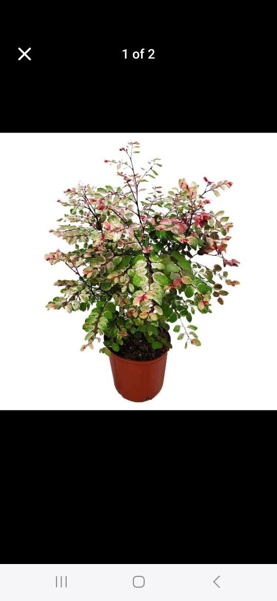 Snow In The Mountains Plant