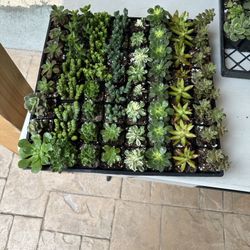 2inch succulent plants