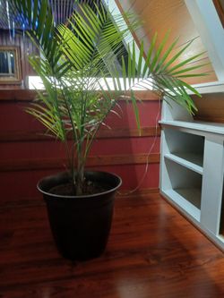 STUNNING 6'+ Majesty Palm in MASSIVE 20" Pot - Pickup Only