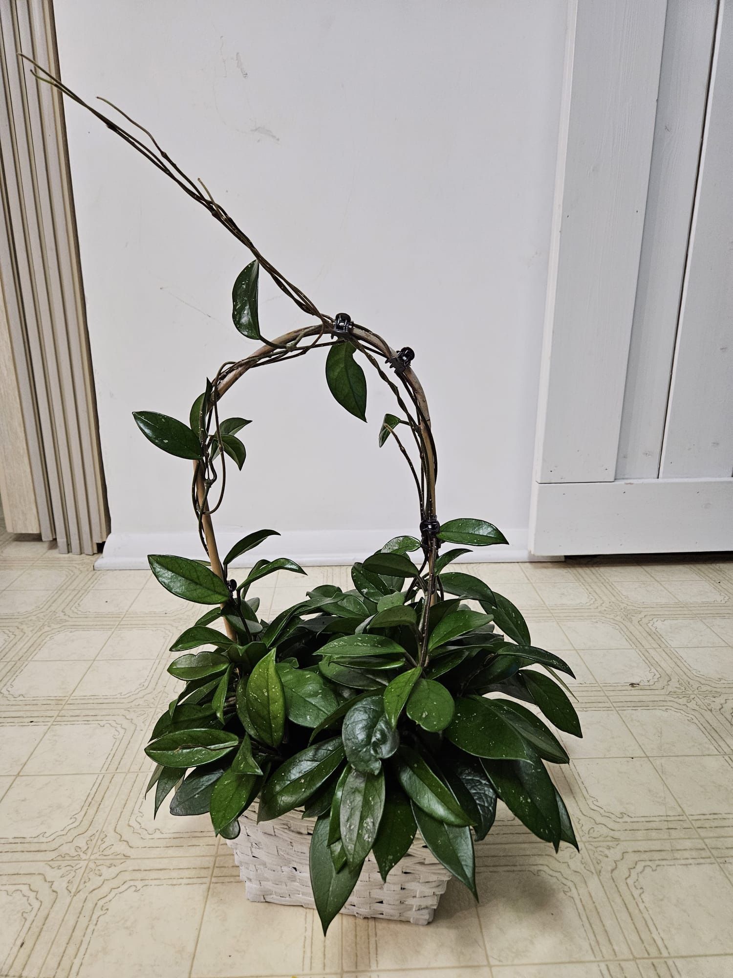 Healthy Mature Beautiful Hoya Plant $50