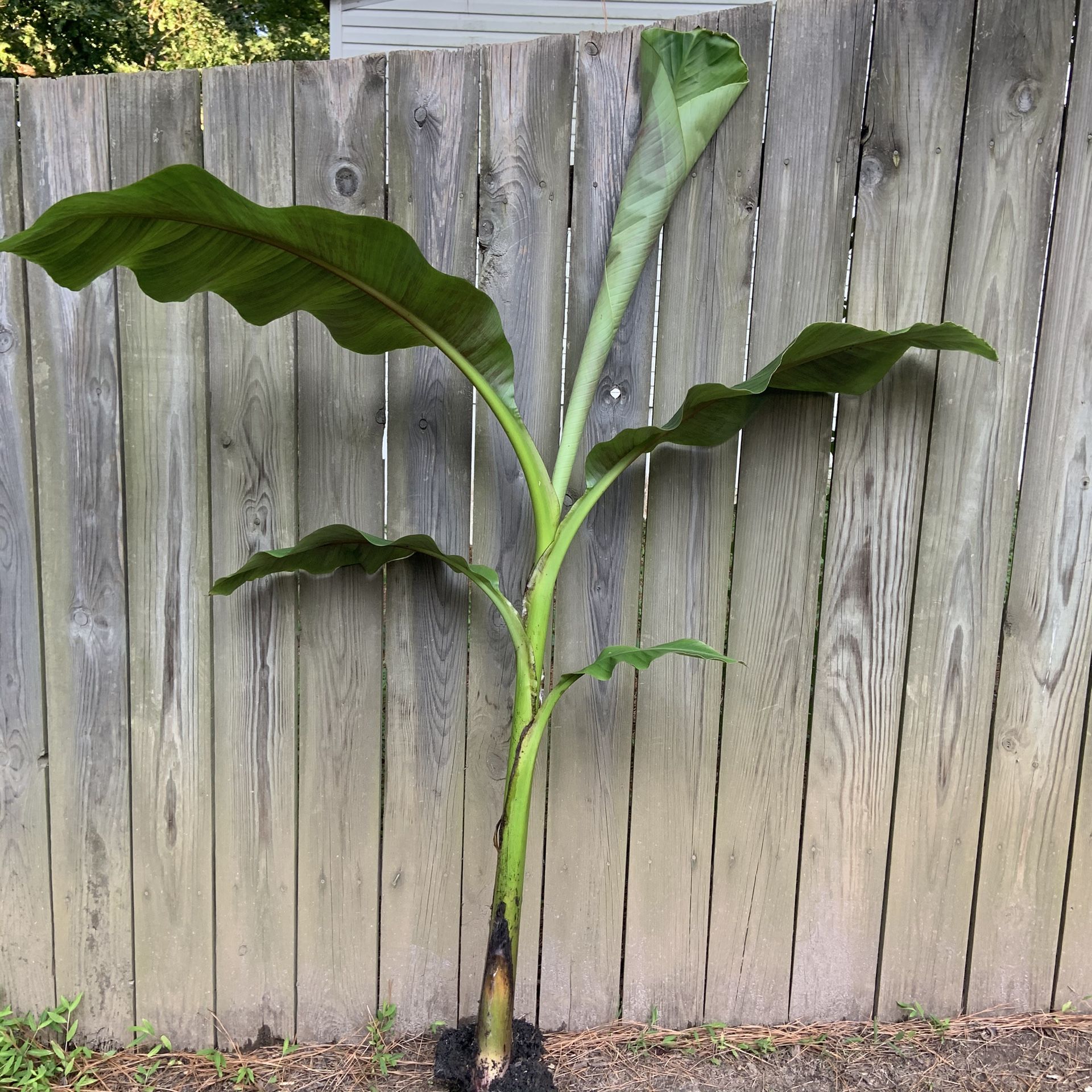 3 banana plants