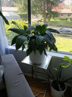 Very Big Peace Lilly