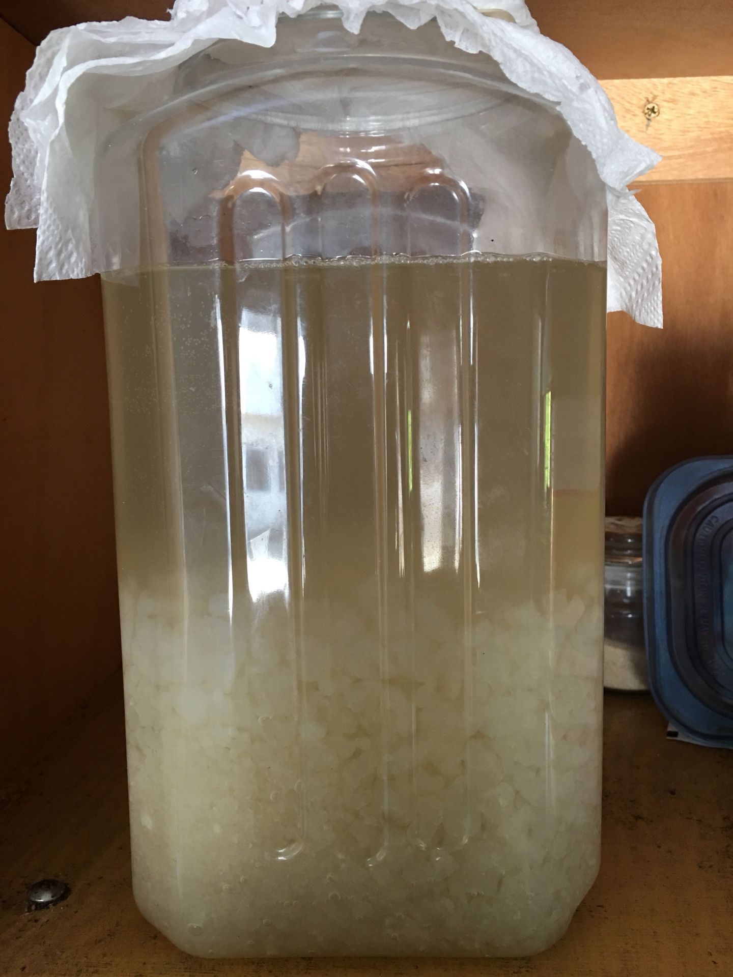 bulgaritos de agua- water kefir $3 for 1oz
