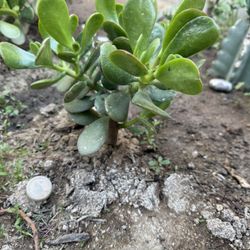 Jade Plant