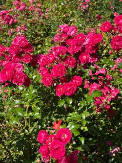 Rose plant