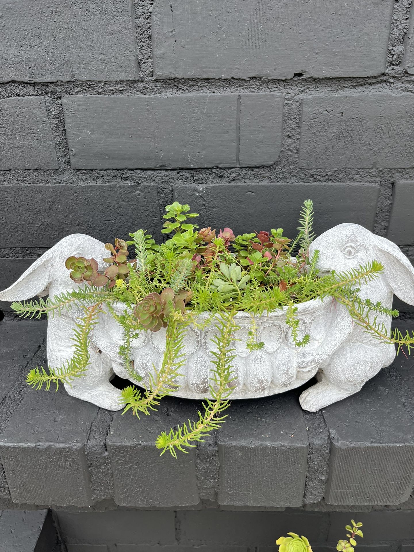 Succulents