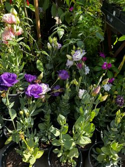 Eustoma flower
