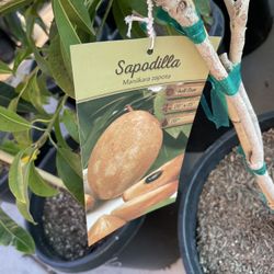 sapodilla tree