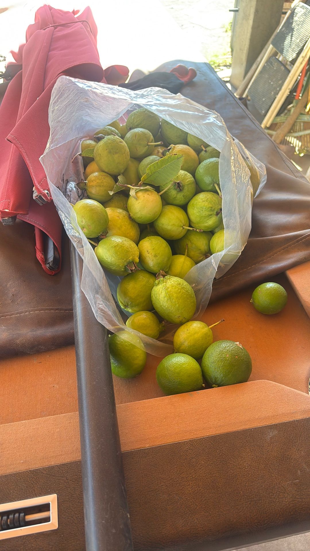 Guayabas Amarillas Muy Ricas Y Deliciosas Dulces Frutas For Sale Y Grandes