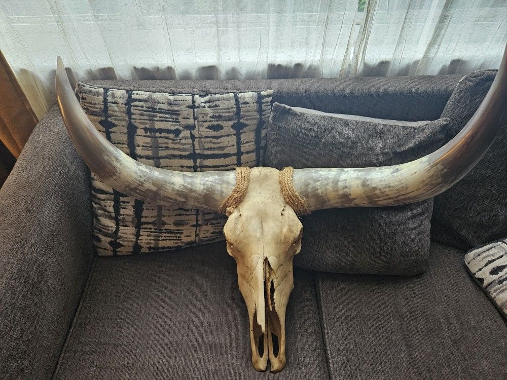Bull Horns