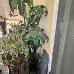 Faux Palm Tree. Plant/decor Artificial fake