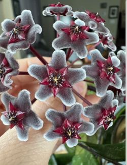 Hoya Hawaiian  purple