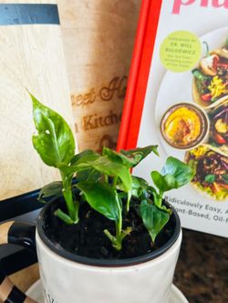 Lily plant in Small Potted Plant in 'WHO ME???' Ceramic Mug