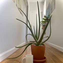 agave yucca Agave desmettiana 'Quicksilver' – Happy Valley Plants main image 0