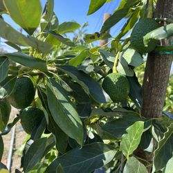 Hass Avocado Tree Has Fruits 