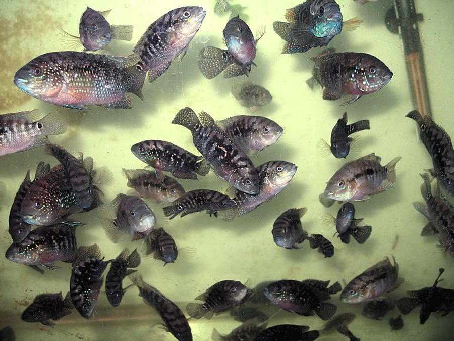 Fish Tank Decorations