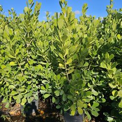 huge clusias over 6 feet tall  Instant  privacy Hedge for fence 