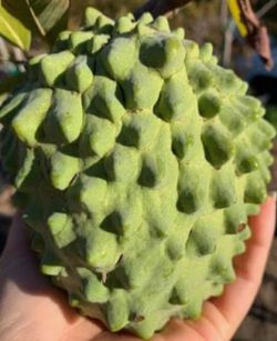 Fruiting AP2 Atemoya tree