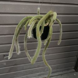 8” Long Monkey Tail Cactus About To Bloom