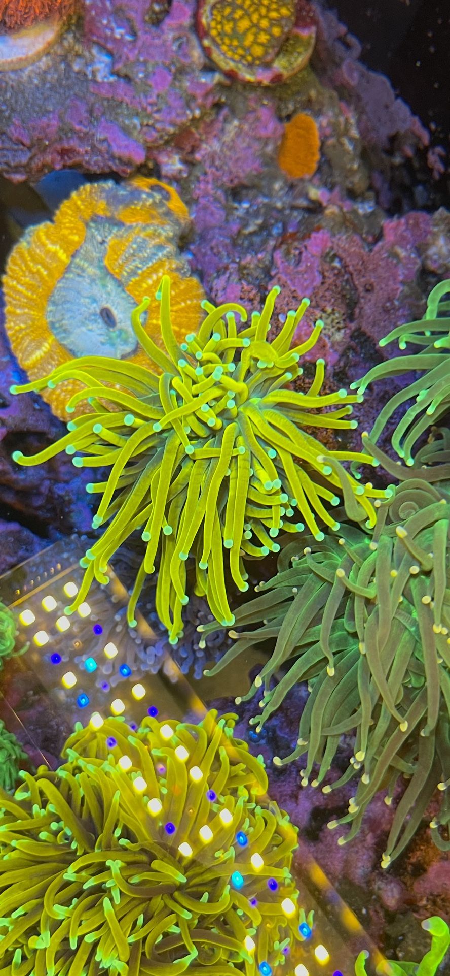 TCK Master Holly Grail Torch(fake Decoretion)