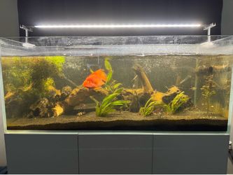 100 Gallon Awuarium