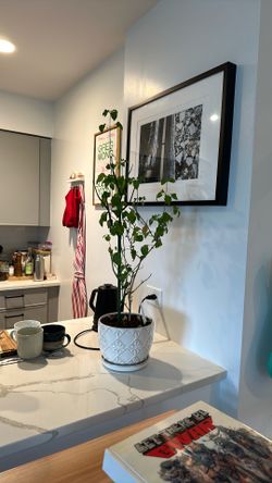 FREE Firecracker flower pick up only
