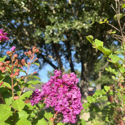 Purple Crape Myrtle Plant 