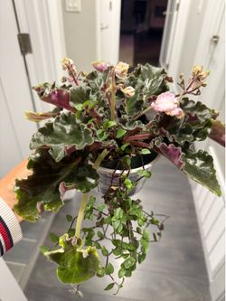 Two plants in one African Violet blooming pink Curley