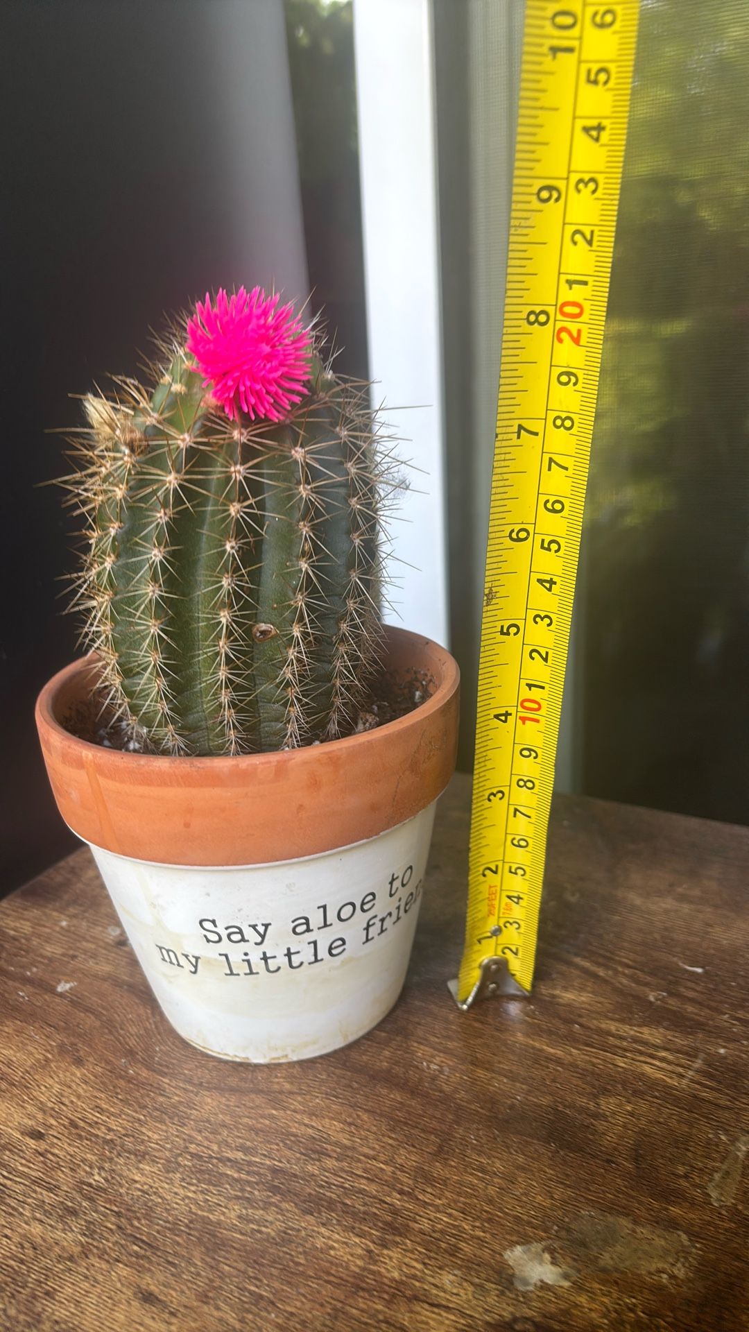 Cactus