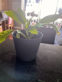 Peace Lily
