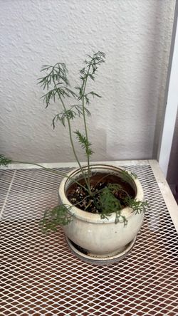Dill plant