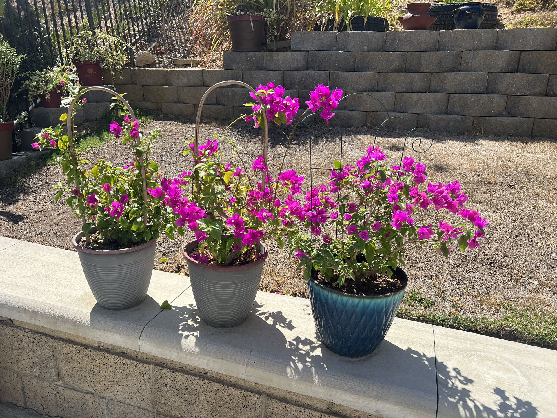 Elegant Flowering Plants starting from