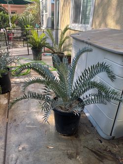 Horridus x Lehmanii blue cycad
