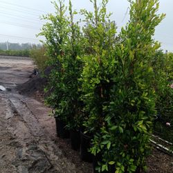 Ficus Nitida - Indian Laurel Fig - 15 Gal