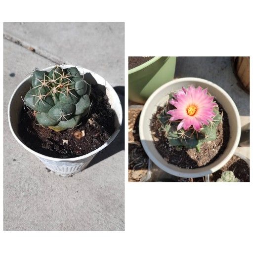 Elephants tooth Coryphantha elephantidens 2 x 2 1/2 white pot